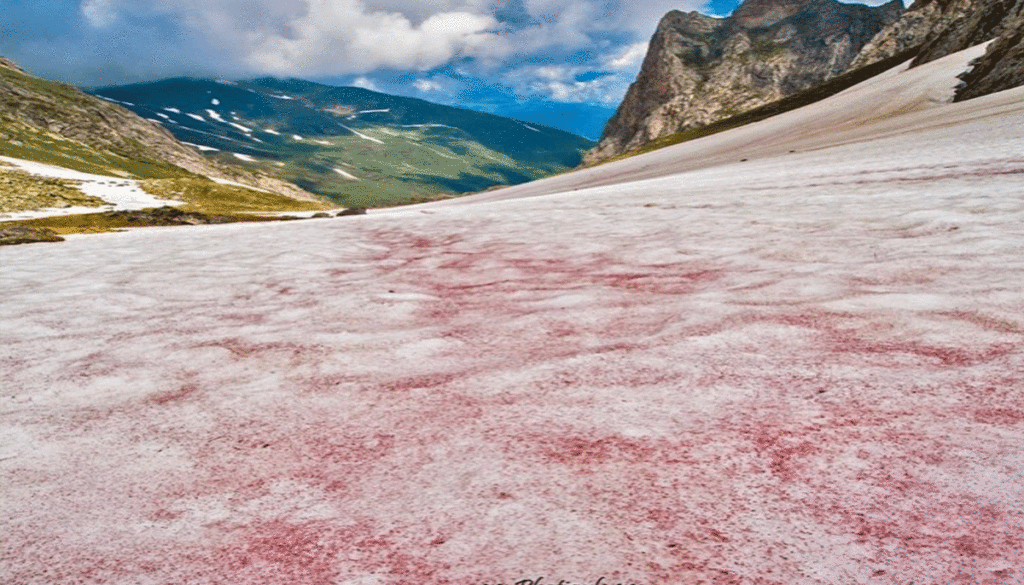 Pink-snow-covering-the-ground