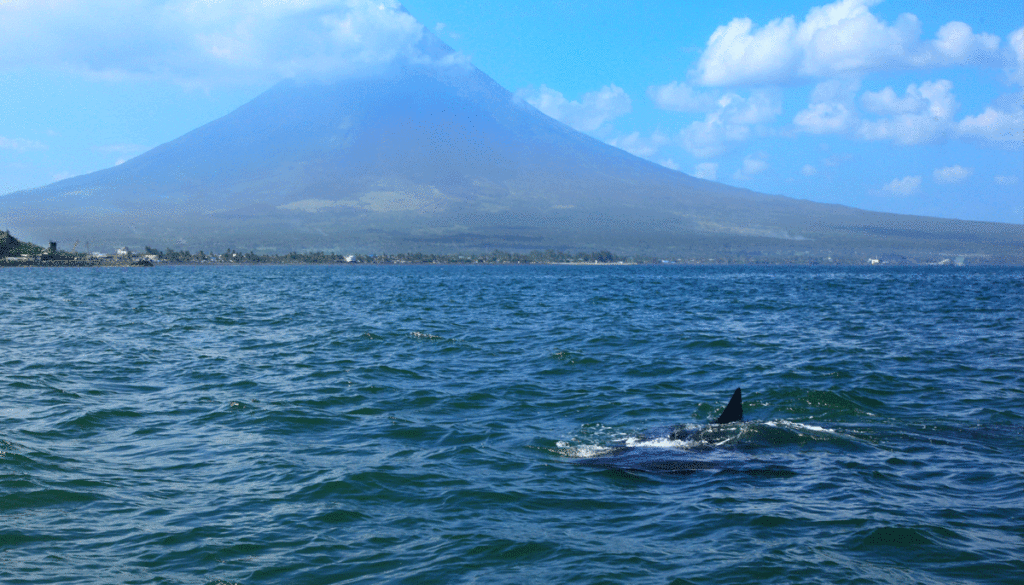 Shark-in-front-of-volcano