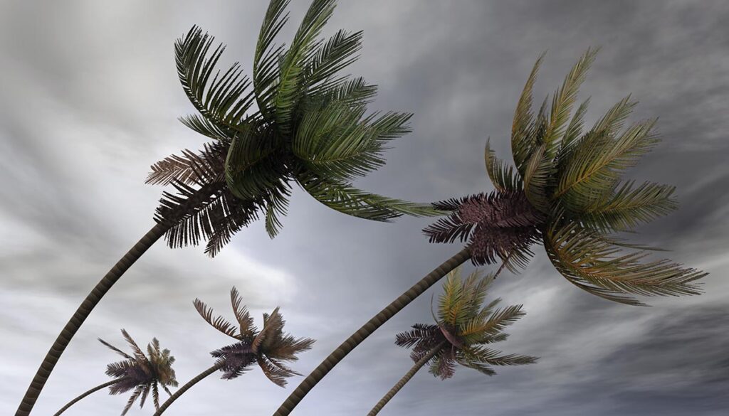 Palm trees in storm