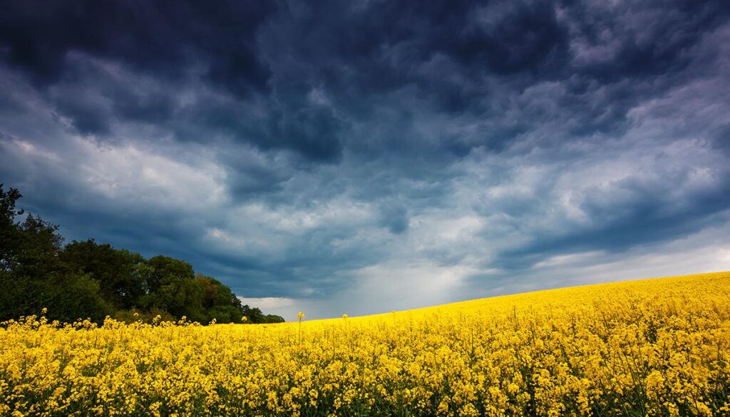 Field with overcast sky