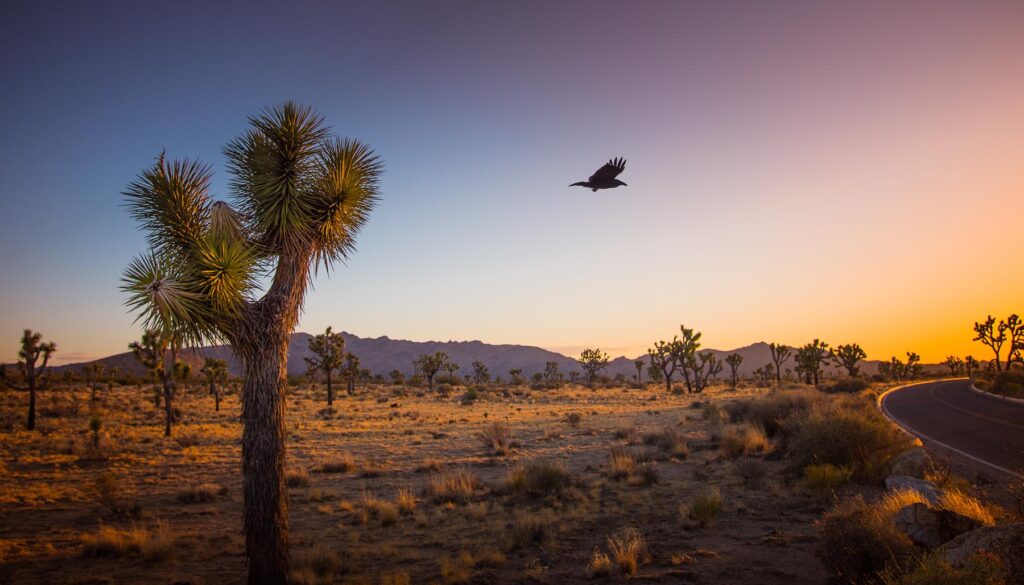 California desert