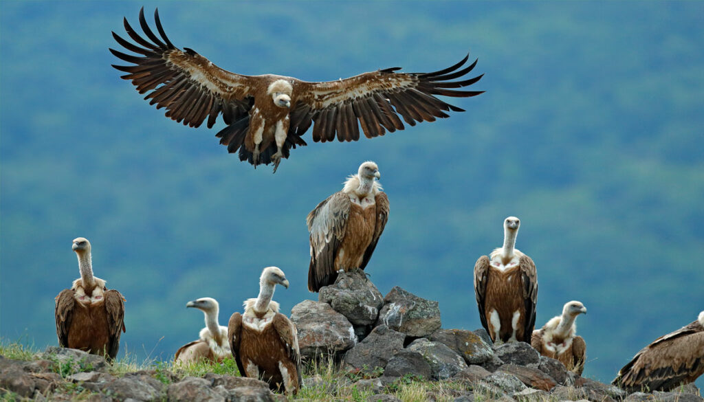flock-of-vultures