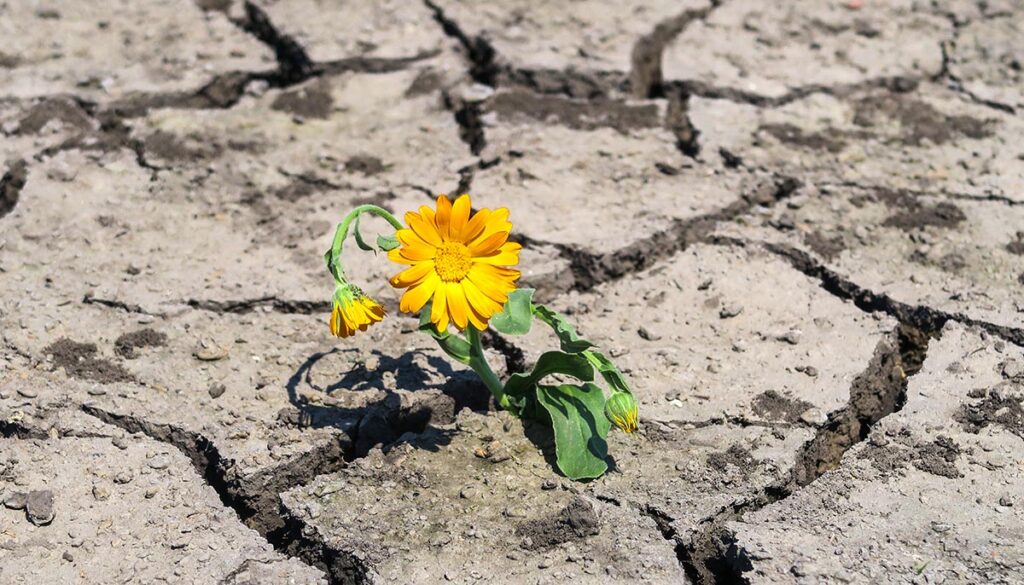 Cracked earth in a severe drought. The unbearable heat. A green sprout, a flower that has survived in adverse conditions.