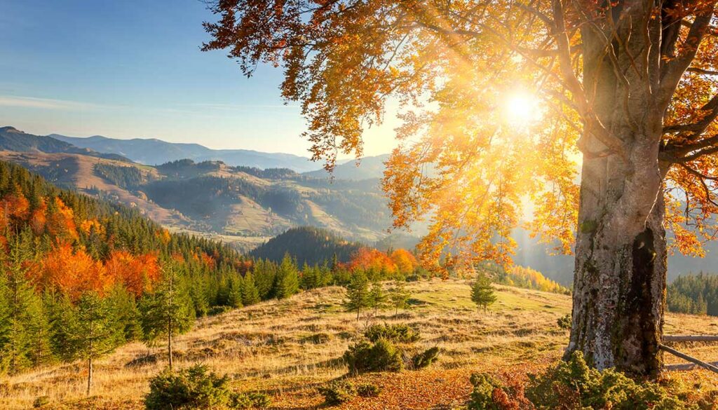 Early Morning Autumnal Landscape - yellow old tree against the sun, mountains range - beautiful fall season